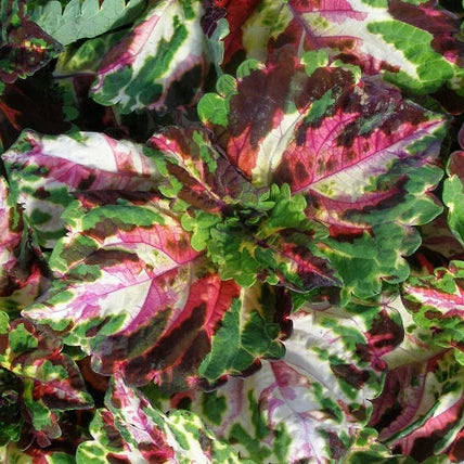 Purple Red Brussels Sprout Seedling in Garden, Easy-to-Grow Heirloom Seeds