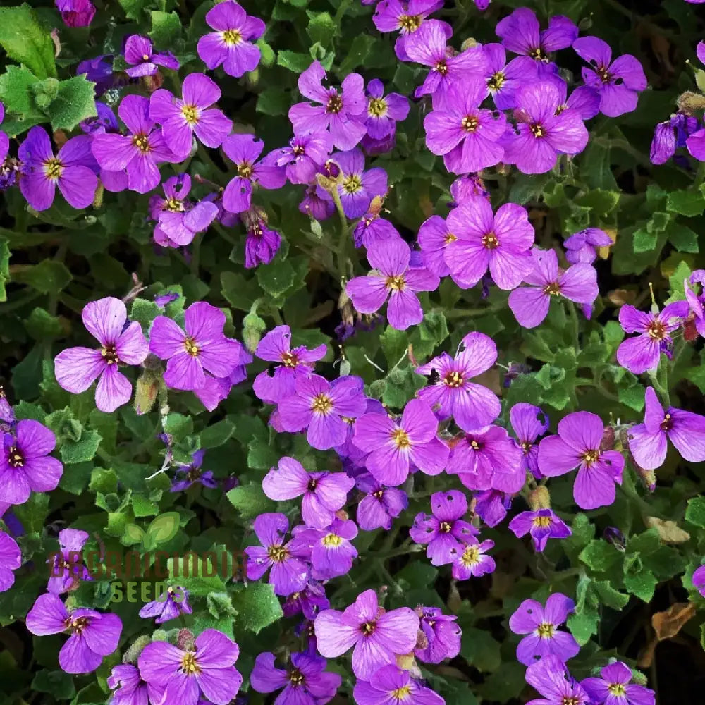 Purple Rockcress Seeds for Vibrant Spring Garden Blooms