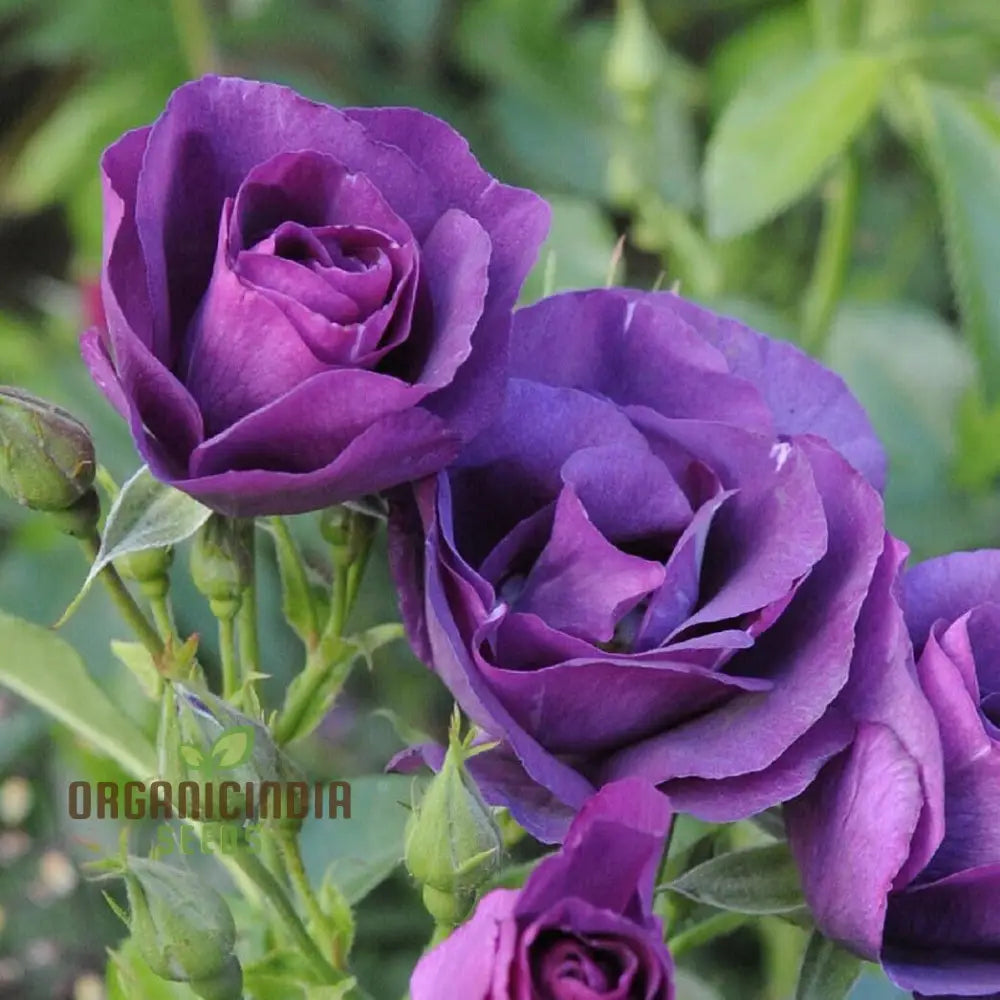 Purple Rose Garden Around My Garden In Several Roses – Abigail
