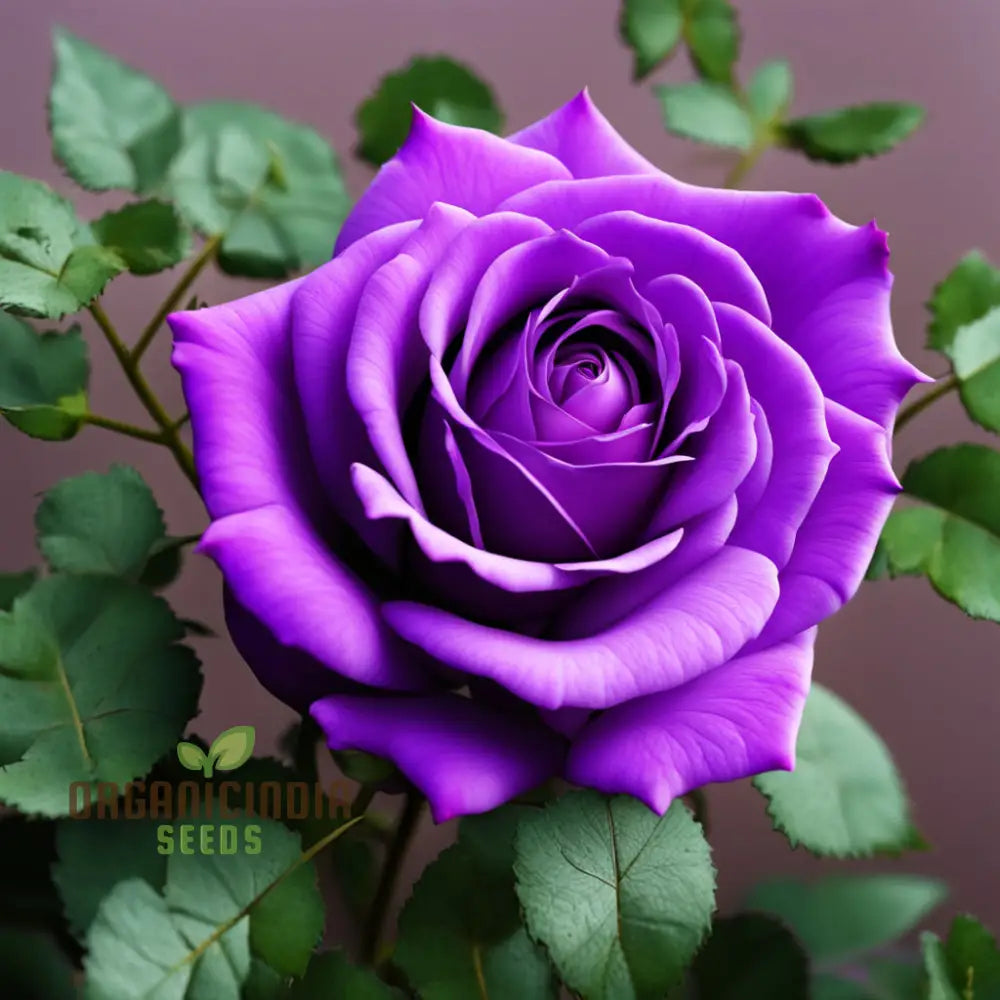Real Purple Roses Rare Purple Rose Plant Seeds For Home Gardens