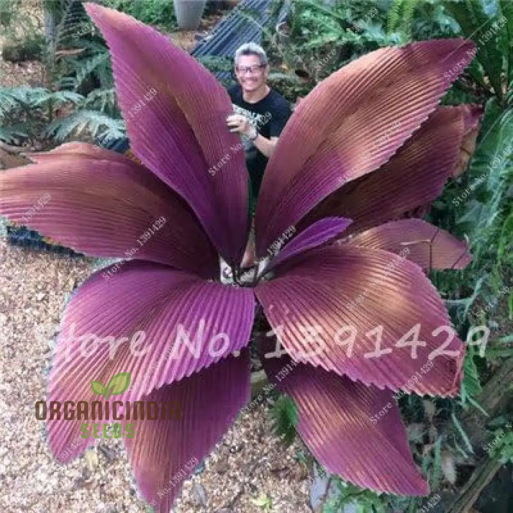 Purple Sago Palm Tree Seeds Fresh For Planting