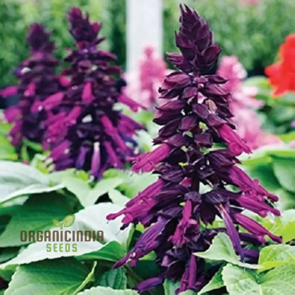 Purple Salvia Flower Seeds for Planting