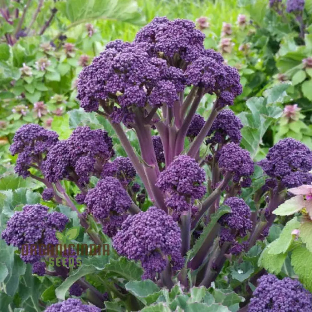Purple Sprouting Broccoli Seeds for Planting, Non-GMO High-Quality Vegetable Seeds