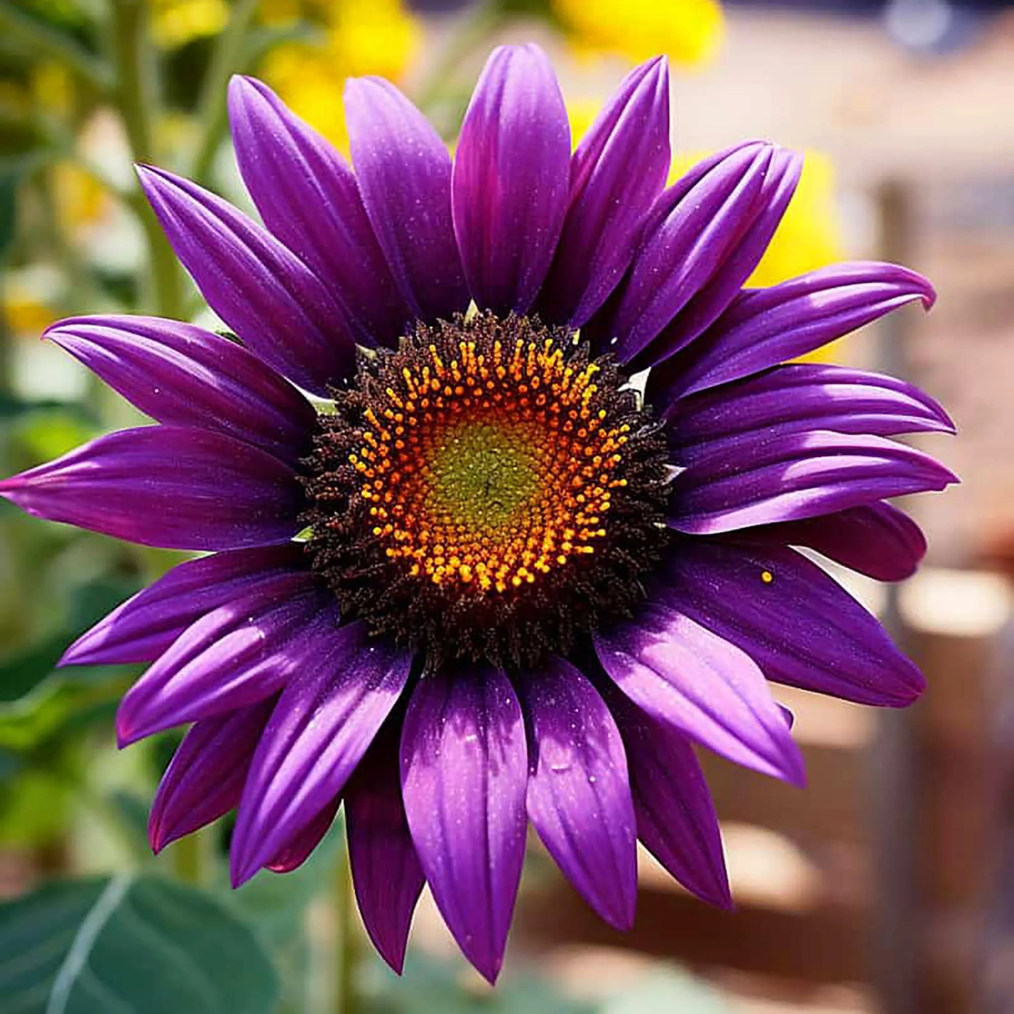 Purple Sunflower Seeds high quality Non-GMO for planting