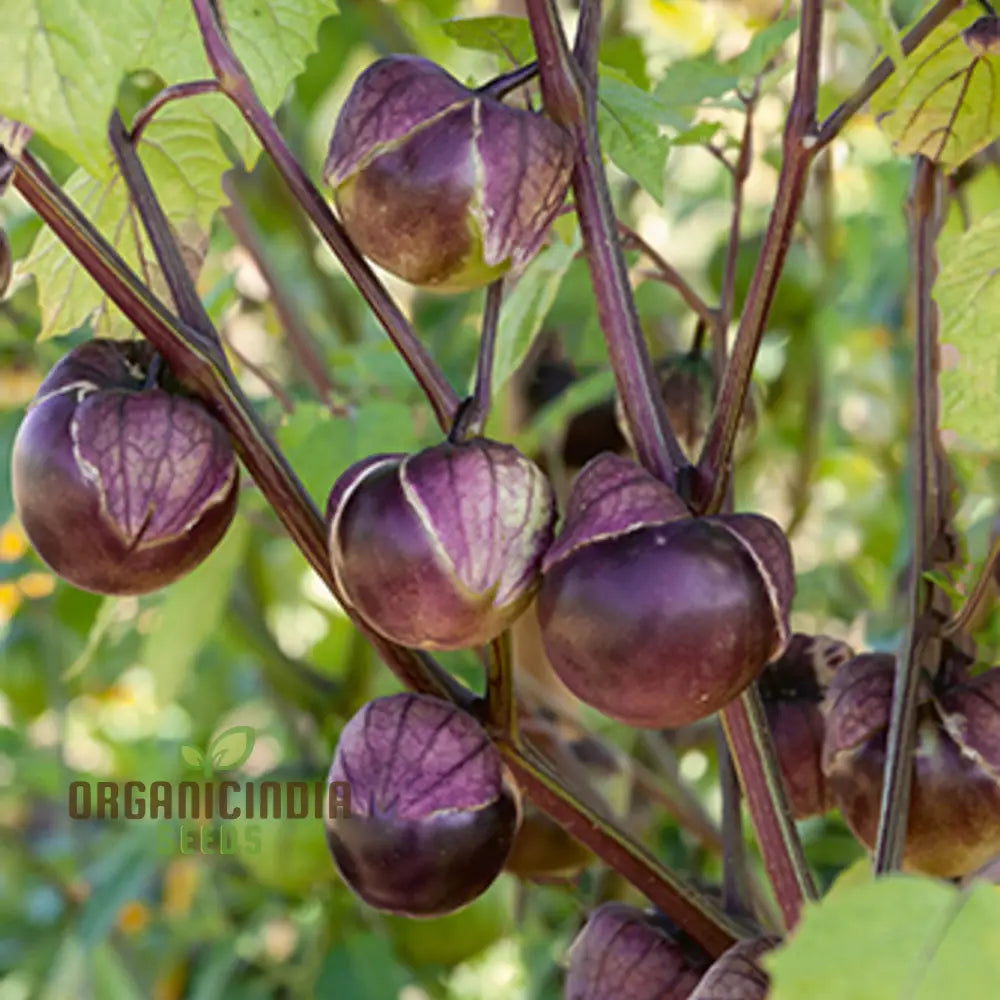 Mature Purple Tomatillo Plant from Seeds, Bushy and Productive