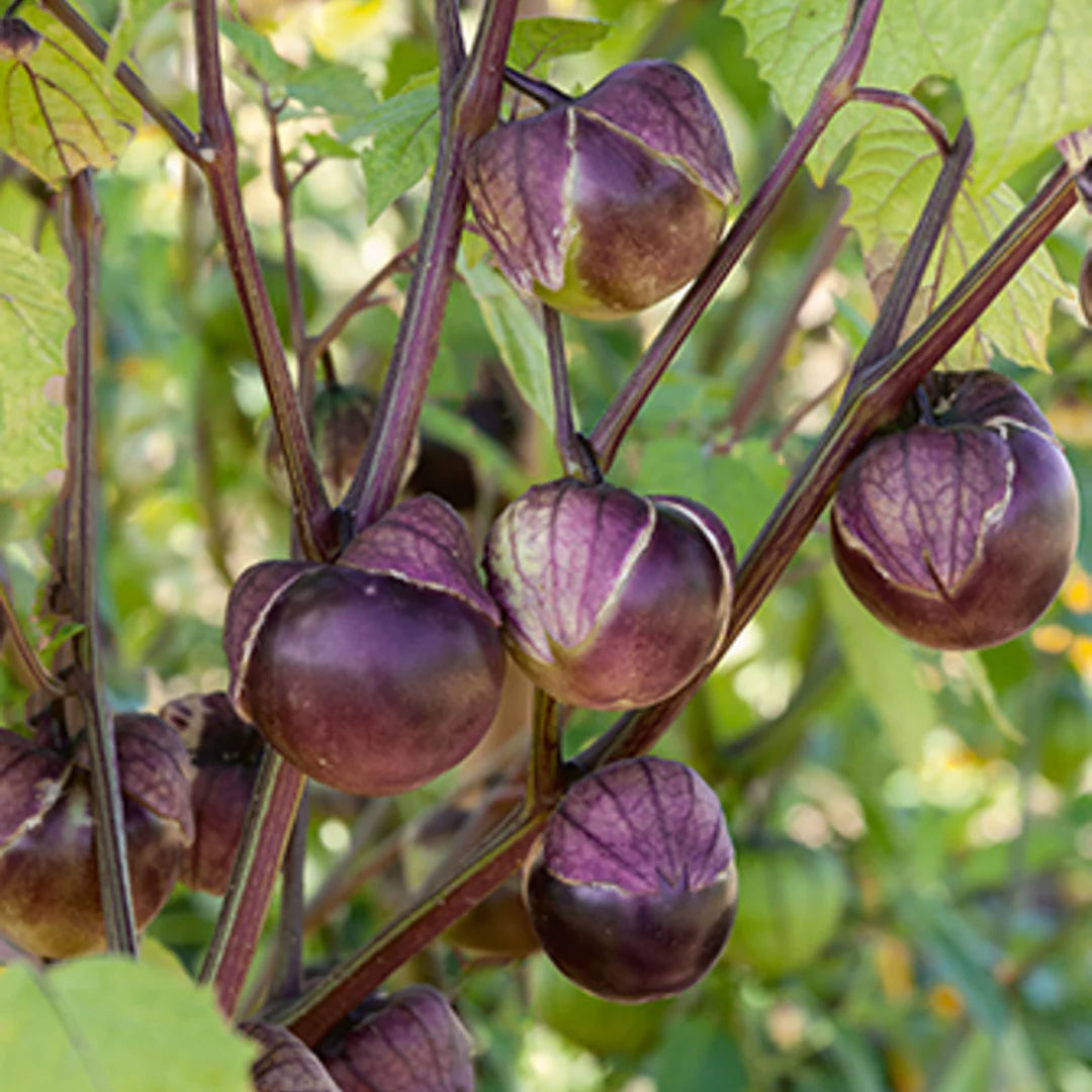Purple Tomatillo Seeds Non-GMO for Planting