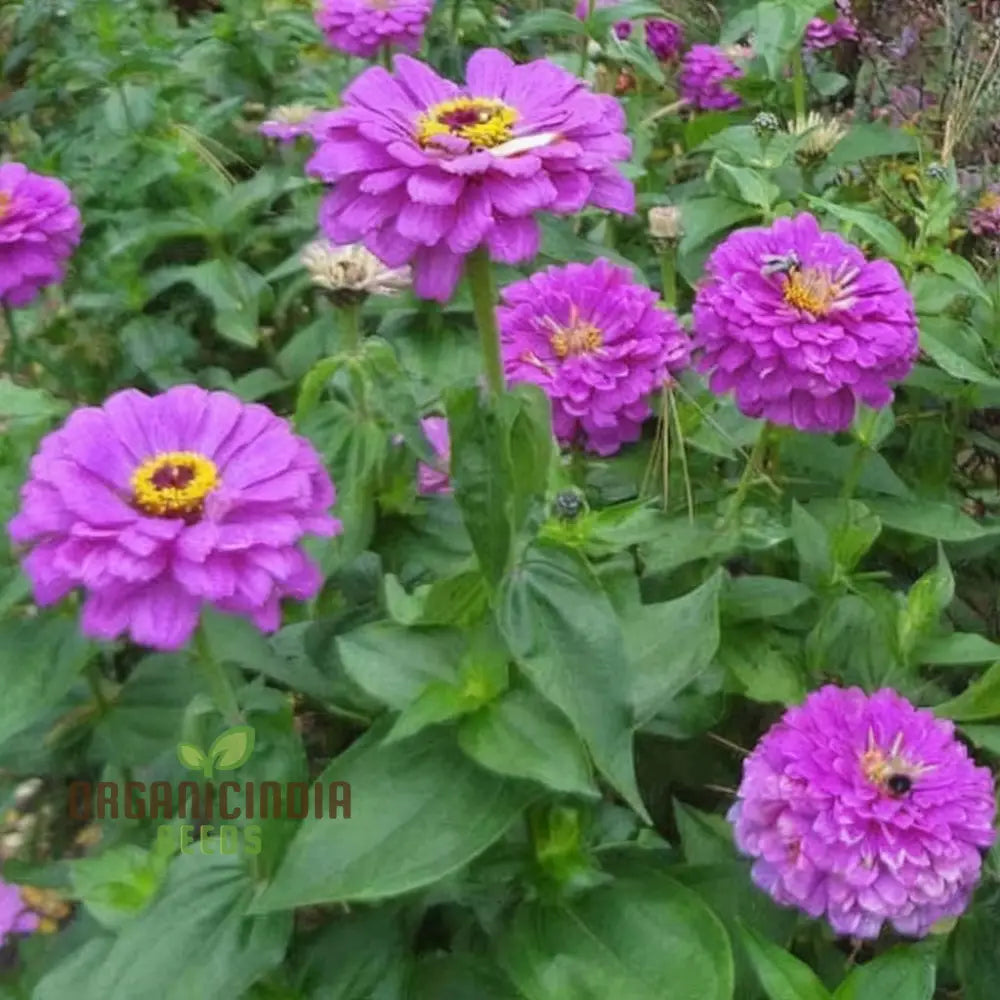 Close-up of vibrant purple Zinnia Elegans blooms