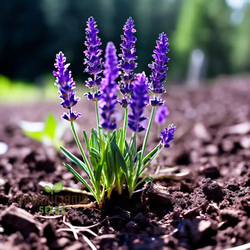 Blooming Purple Lavender Plants from Seeds – Fragrant Purple Flowers