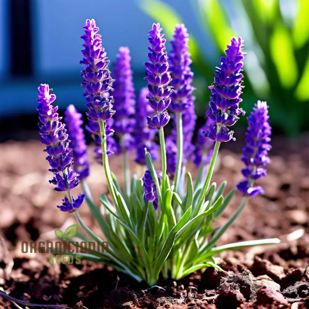 Purple Lavender Seeds for Container Gardening – Fragrant Herb Plants