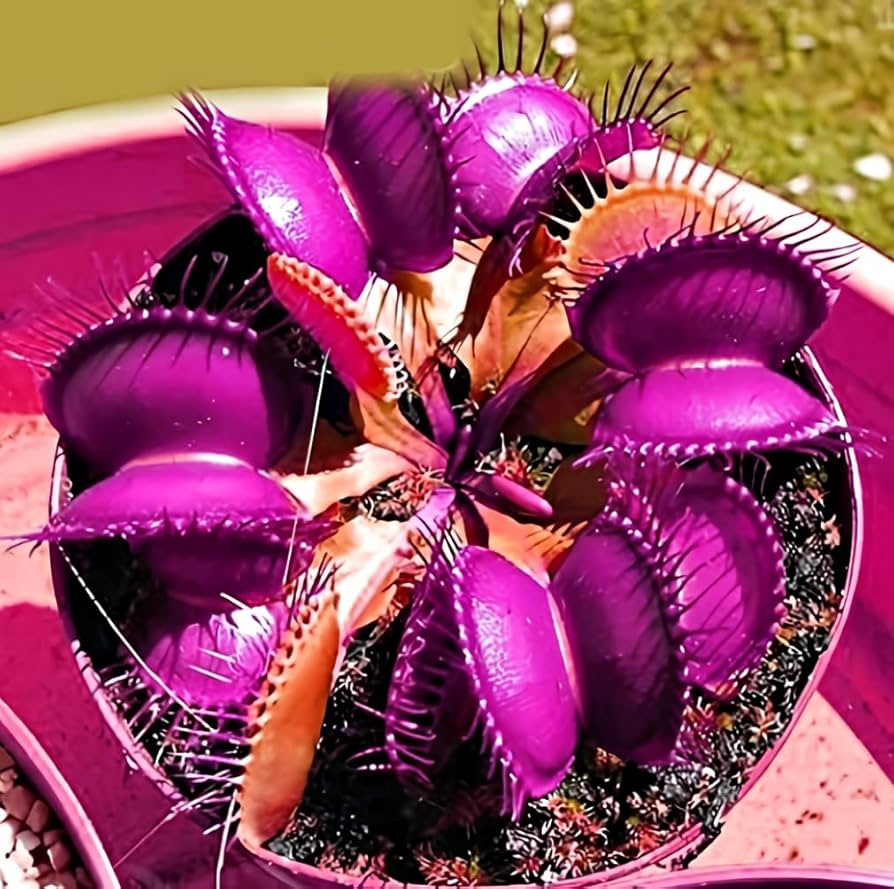 Purple Venus Flytrap Carnivorous Plant Seeds for Indoor Terrariums