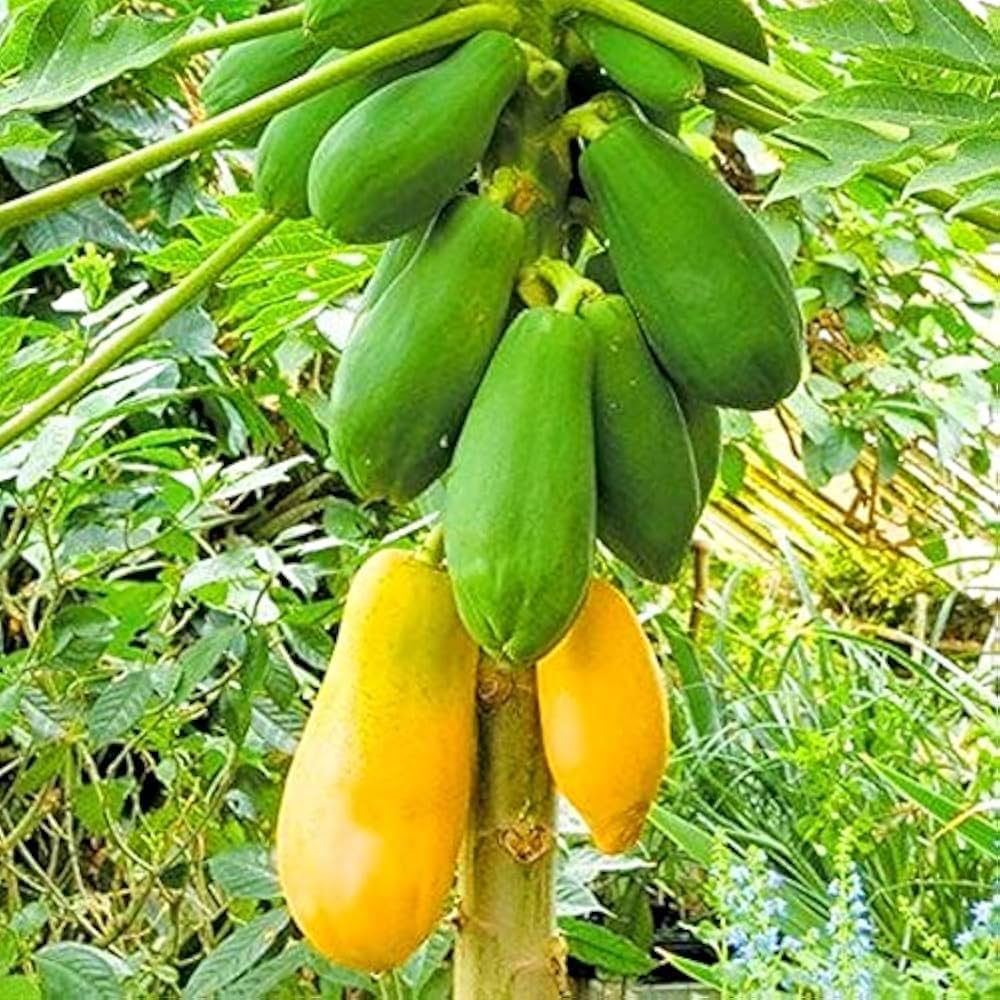 Pusa Delicious papaya tree with ripe tropical fruits