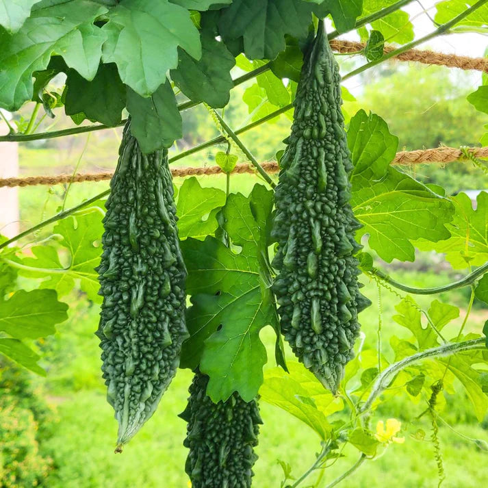 Pusa Vishesh Bitter Gourd Plant from High-Yield Seeds