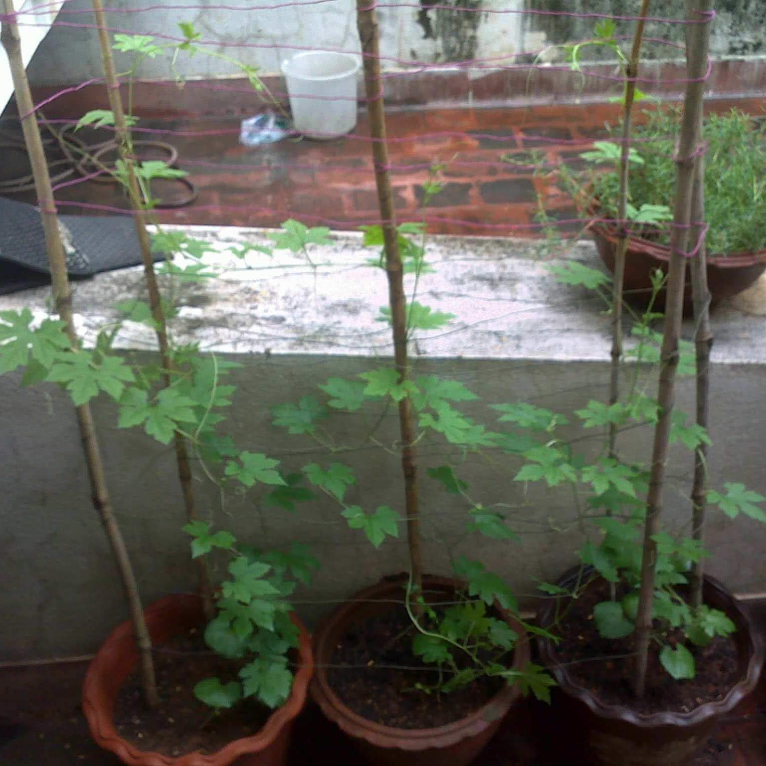 Pusa Vishesh Bitter Gourd Seeds High-Yield Early Maturing Variety