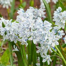 Puschkinia scilloides seeds early spring flowers for gardens