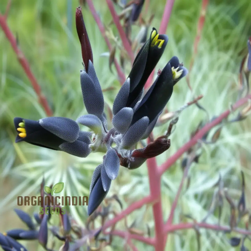 Puya Coerulea seeds sprouting into healthy seedlings