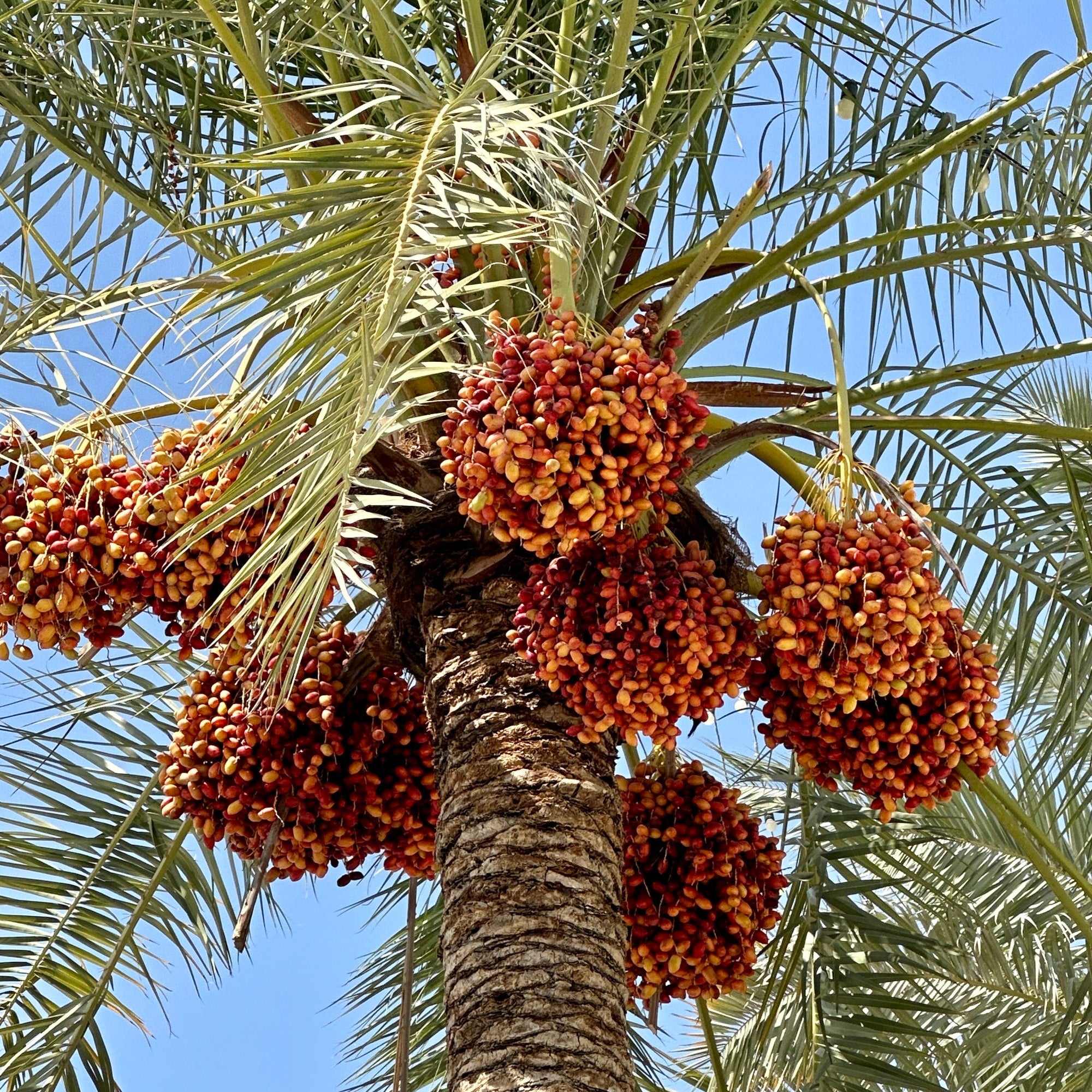 Pygmy Date Palm Seeds – Phoenix roebelenii Houseplant for Indoor Gardening