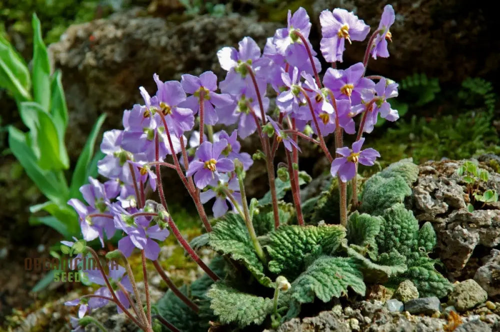 Pyrenean Violet Ramonda Myconi Perennial Plant
