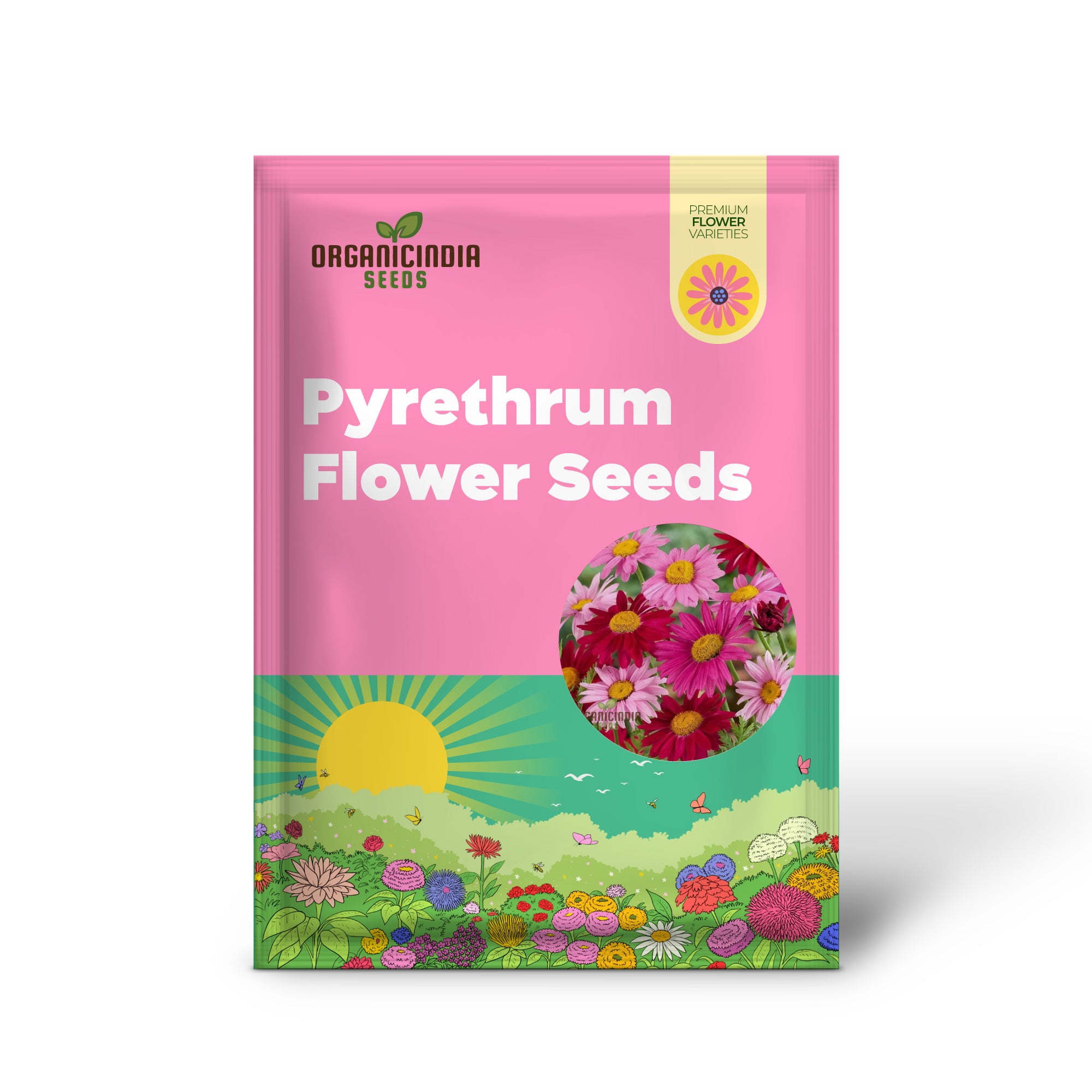 Pyrethrum Flower Seeds Collection for Colorful Garden Displays