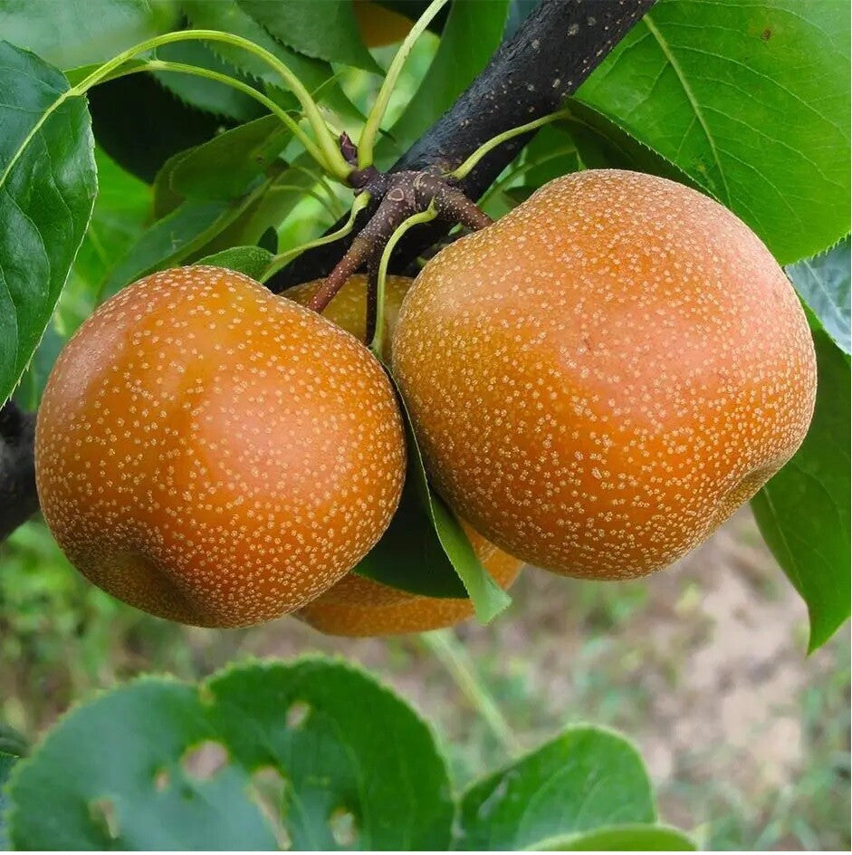 Pyrus pyrifolia Asian Pear Seeds for Home Gardens