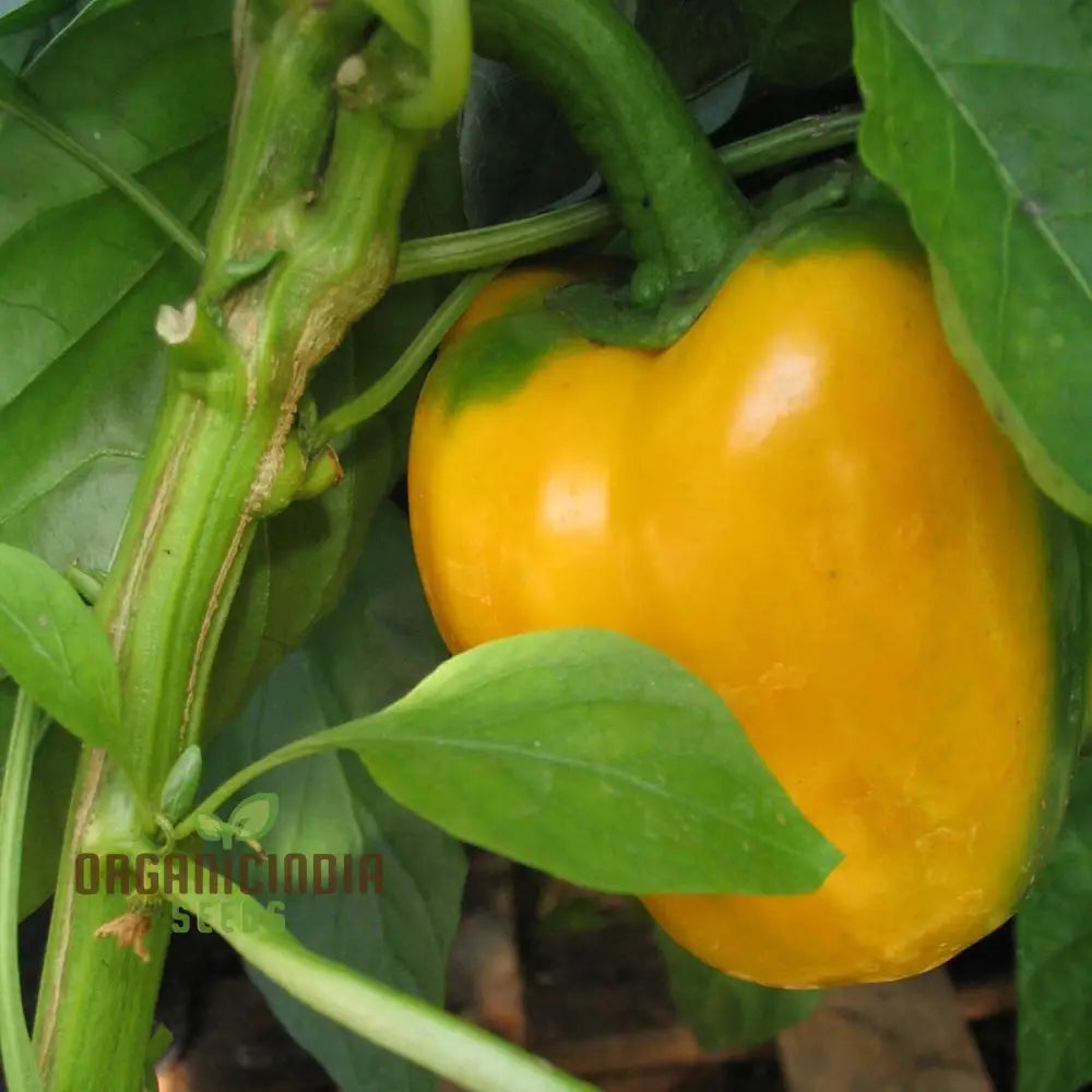 Fresh Quadrato Asti Giallo Bell Peppers from Seeds, Sweet and Crisp
