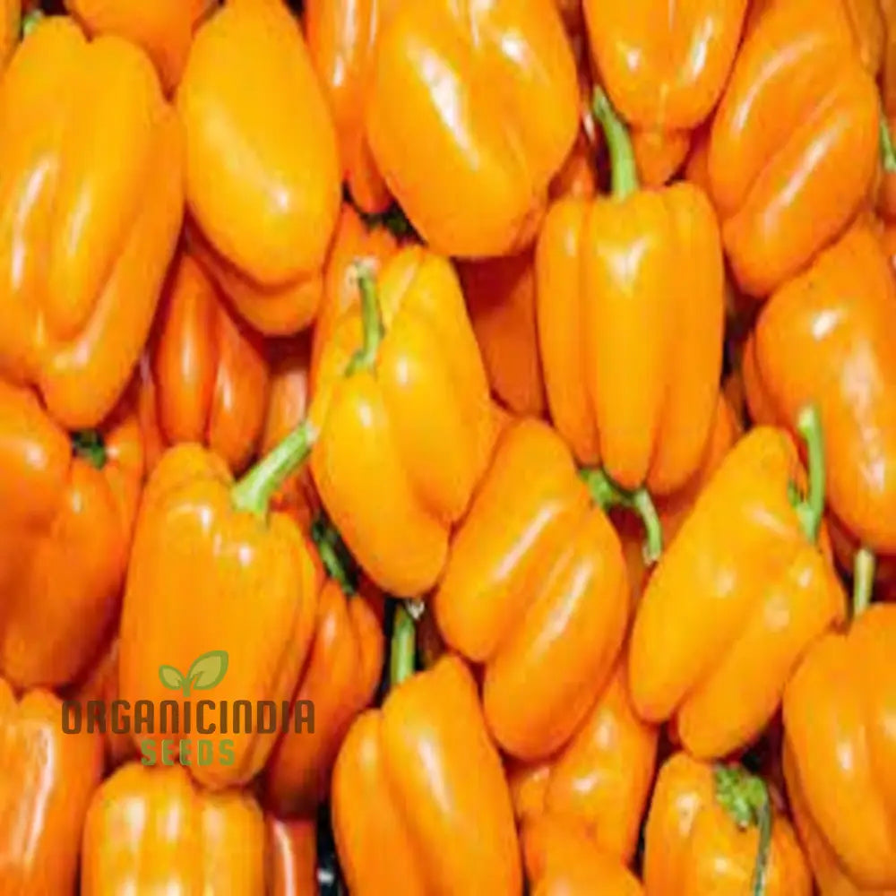 Mature Quadrato Asti Giallo Bell Pepper Plant from Seeds
