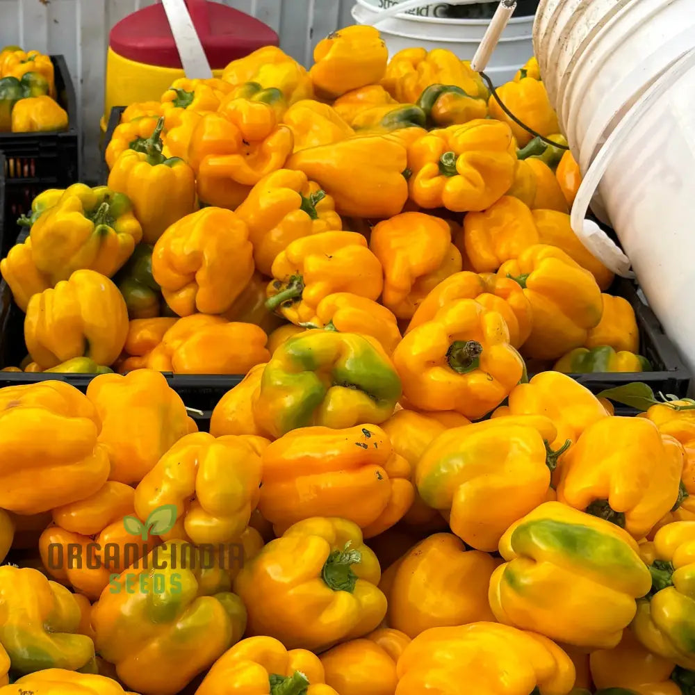 Quadrato Asti Giallo Bell Pepper Seeds for Planting, Home Garden Pepper Seeds