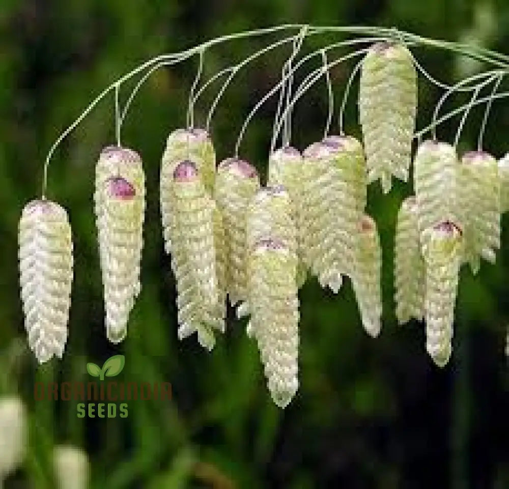 Quaking Grass Flower Seeds for Unique Decorative Garden Texture