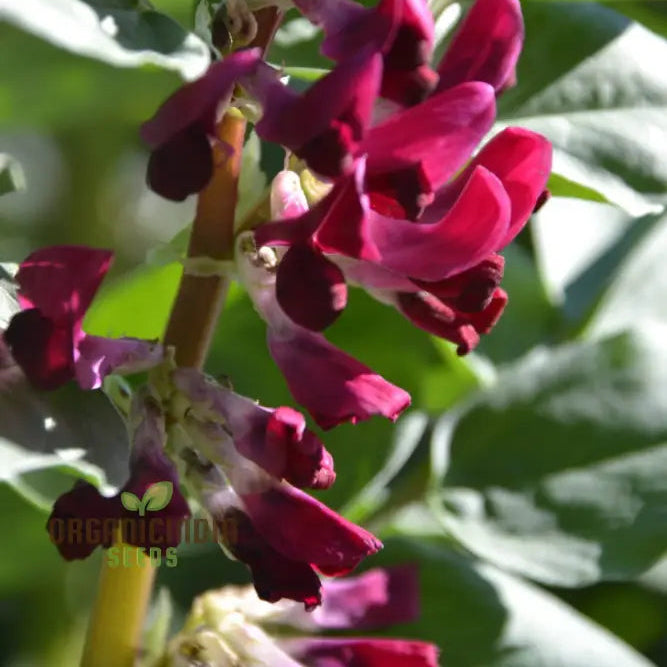 Quality Broad Bean Seeds â€™Crimson-Floweredâ€™ - Ideal For Gardening Planting And Growing Your Own