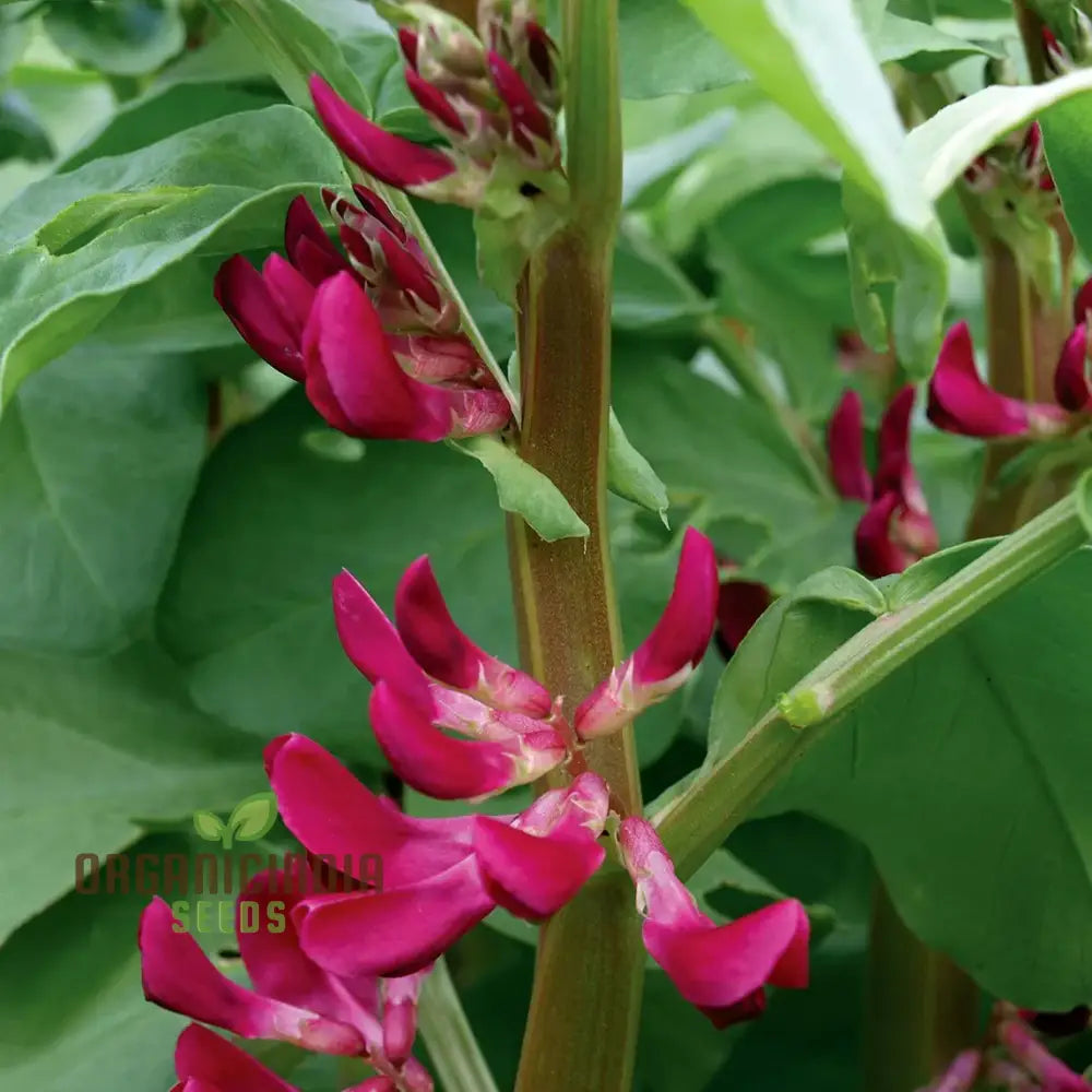 Quality Broad Bean Seeds â€™Crimson-Floweredâ€™ - Ideal For Gardening Planting And Growing Your Own