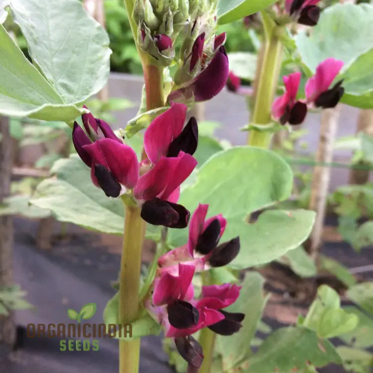 Quality Broad Bean Seeds â€™Crimson-Floweredâ€™ - Ideal For Gardening Planting And Growing Your Own