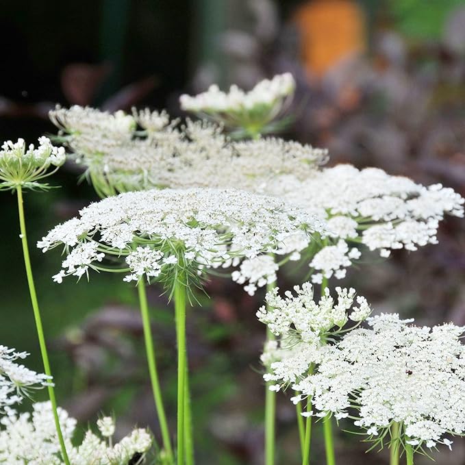 White Queen Anne’s Lace blooms from garden seeds