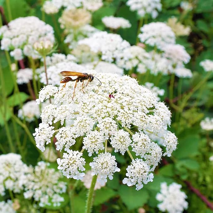 Mature Queen Anne’s Lace plant grown from seeds
