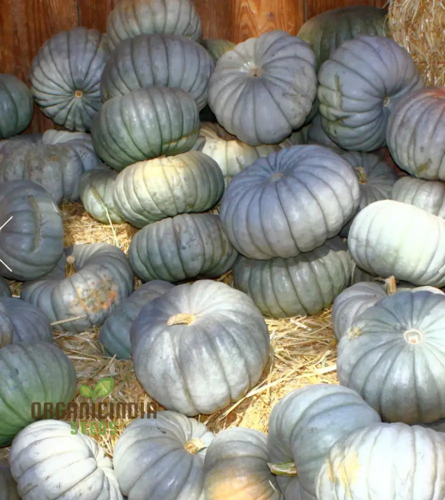 Harvested Queensland Blue Squash, Nutritious Winter Squash Seeds