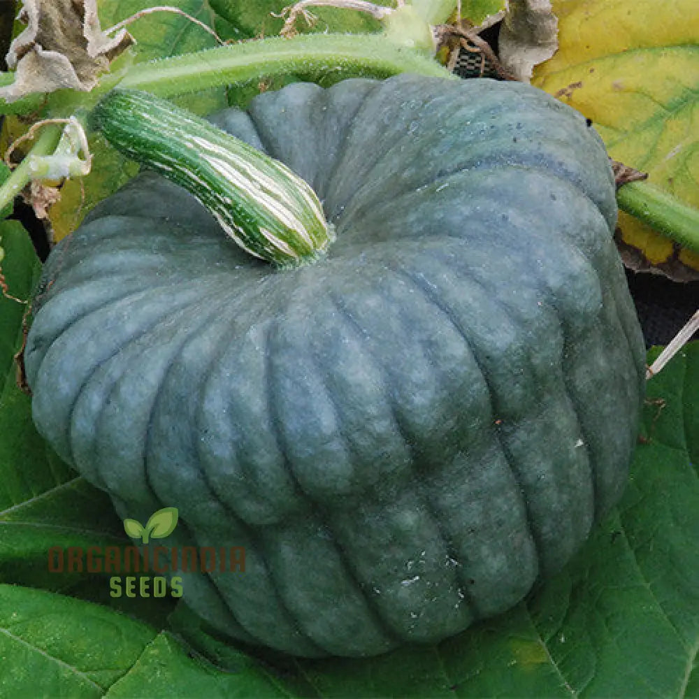 Queensland Blue Squash Seeds for Planting, Heirloom Winter Squash Seeds