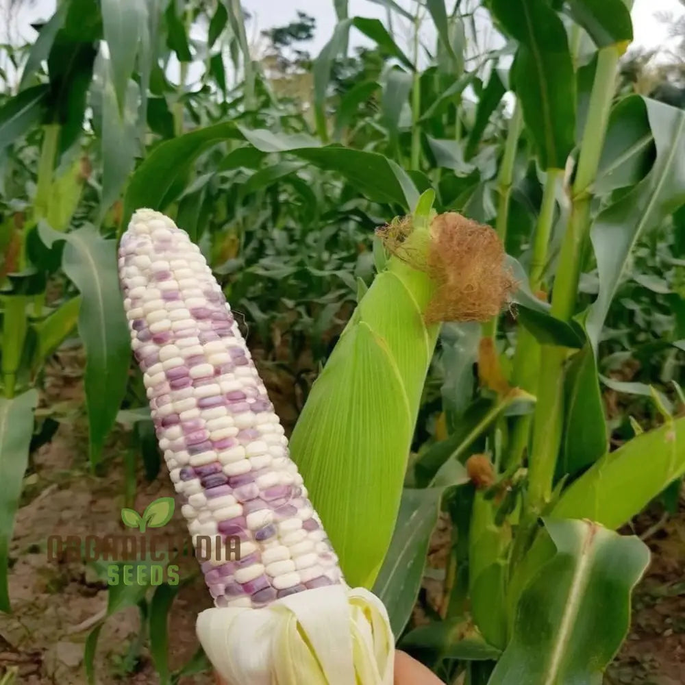 Closeup of Radiant Gem Corn Ears from Seeds, Vibrant Multicolored Kernels