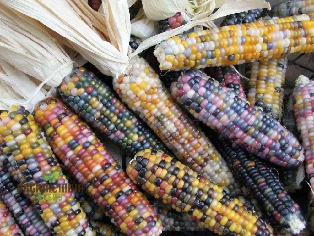 Mature Radiant Gem Corn Plant from Seeds, Colorful Ornamental Corn