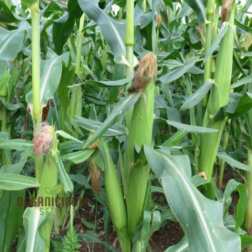 Radiant Gem Corn Seeds for Planting, Ornamental Home Garden Corn Seeds