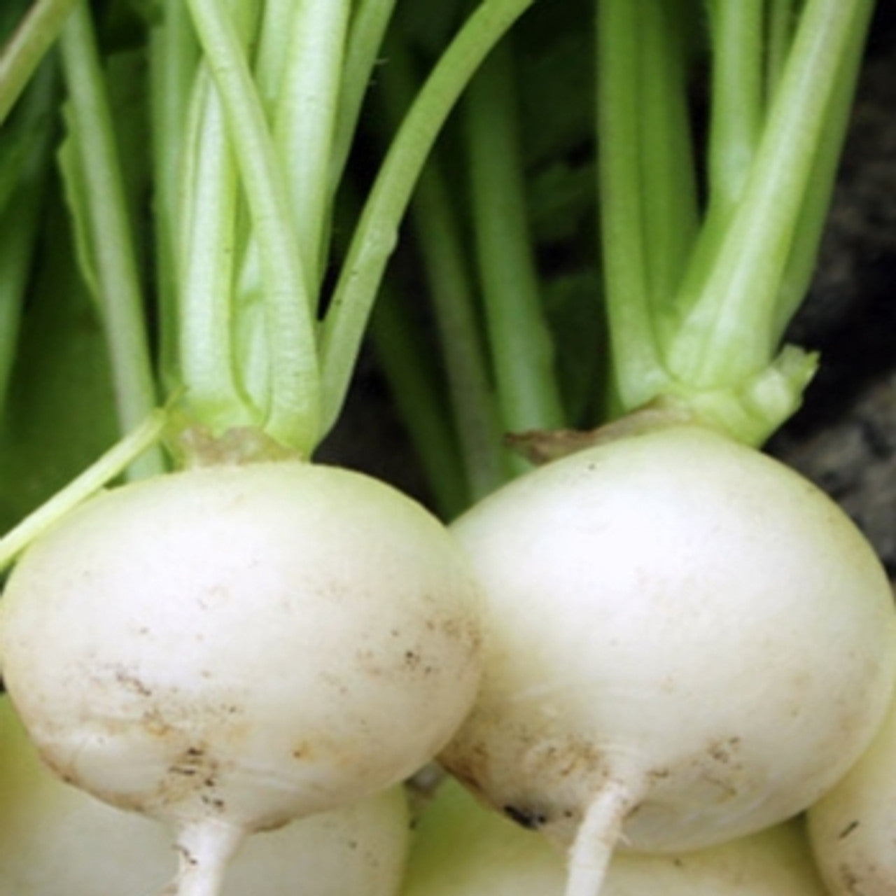 Albena Radish Seeds for Garden, Easy-to-Grow Organic Vegetable Seeds