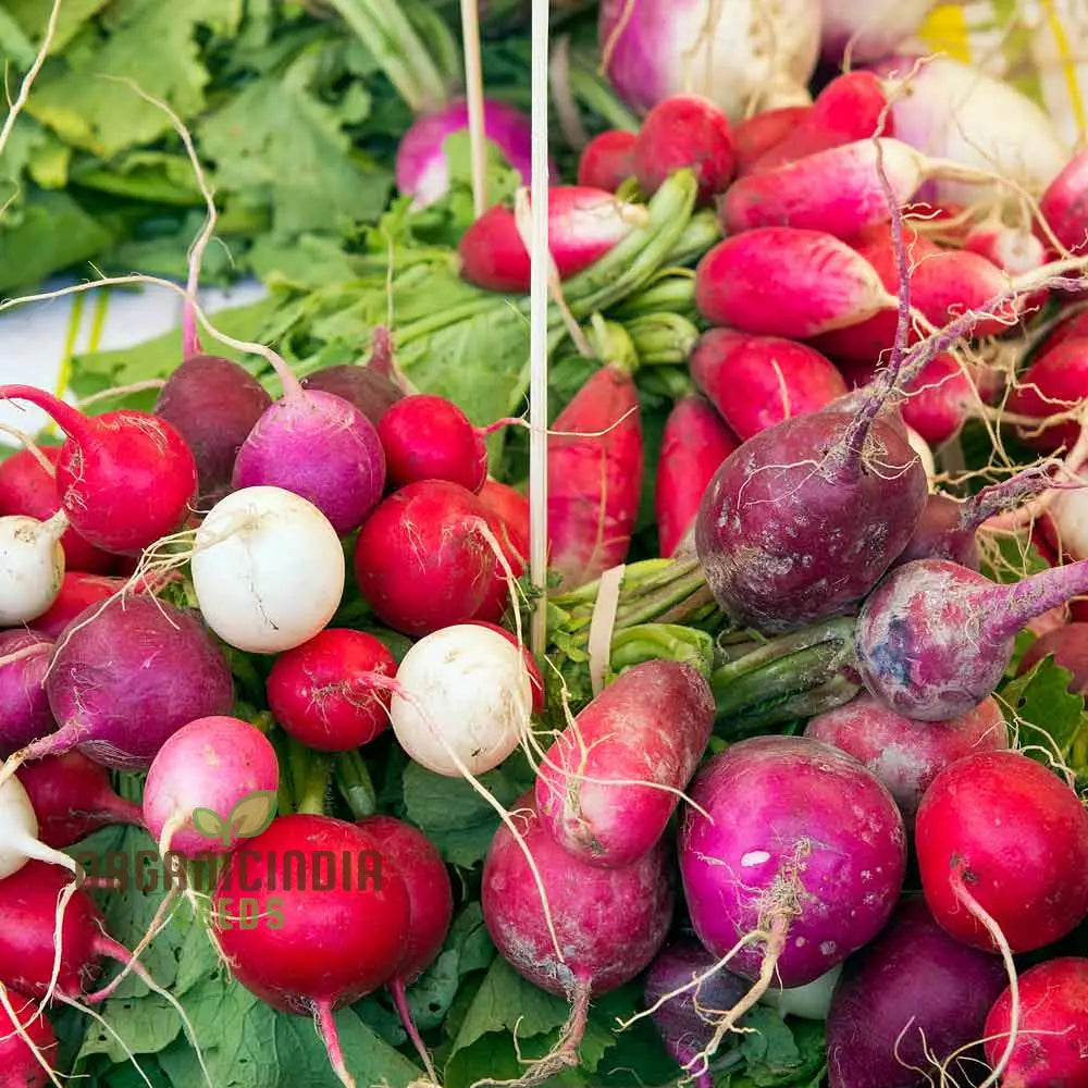 Freshly Harvested Heirloom Mix Radishes from Seeds, Crisp Roots