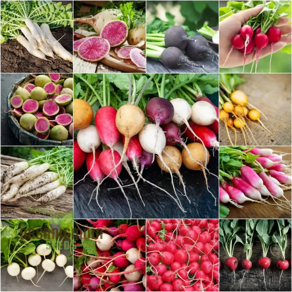 Heirloom Mix Radish Seeds for Home Garden, Crisp and Flavorful Roots