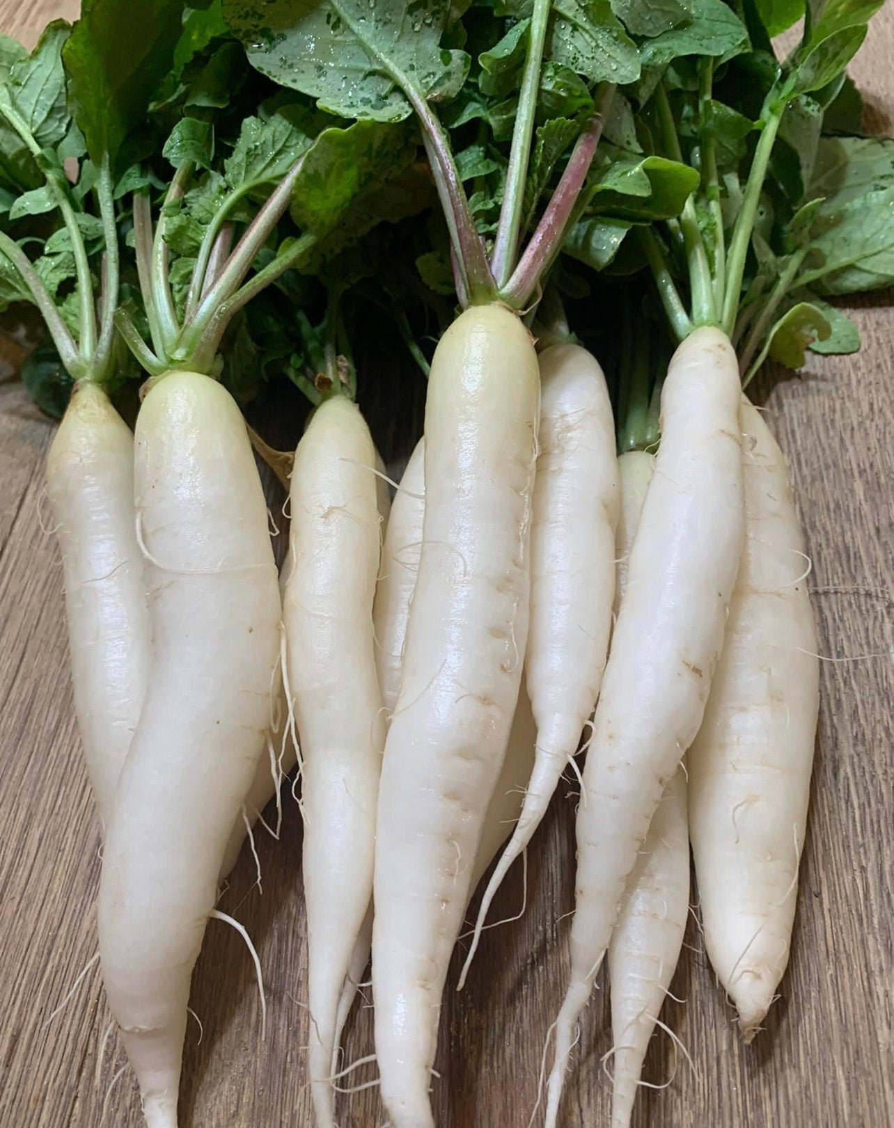 Mature Icicle Radish Plant with Crisp Roots from Seeds