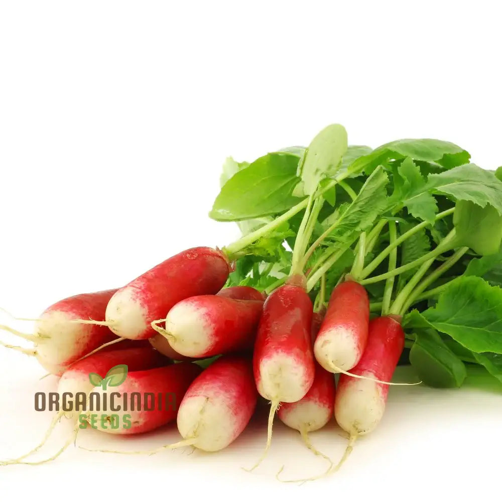 Mature Radish Logo F1 Roots from Seeds, Crisp and Flavorful