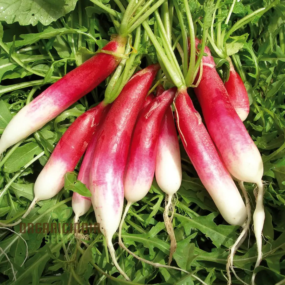 Radish Logo F1 Seeds for Planting, Fast-Growing Garden Radishes