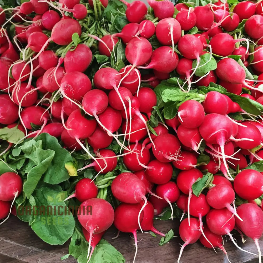 Radish SAXA 2 Plants in Garden Bed, High-Yield Heirloom Seeds