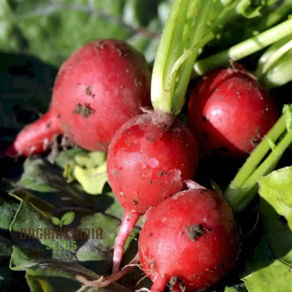 Freshly Harvested SAXA 2 Radishes, Heirloom Vegetable Seeds