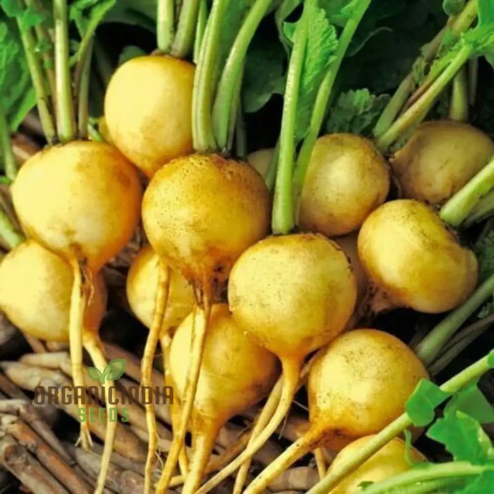 Radish Zlata Seeds for Planting, Easy-to-Grow Garden Radishes