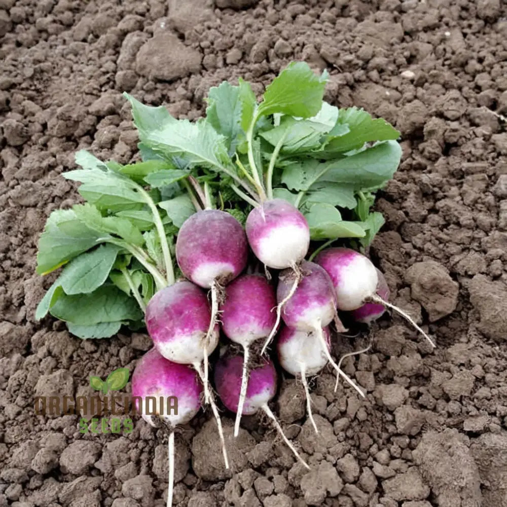 Radishes With Diana Seeds â€“ Enhance Your Gardening Experience High-Quality For Bountiful Harvests