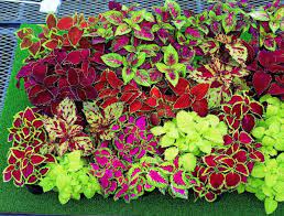 Rainbow Mix Caladium Growing in Shade Garden