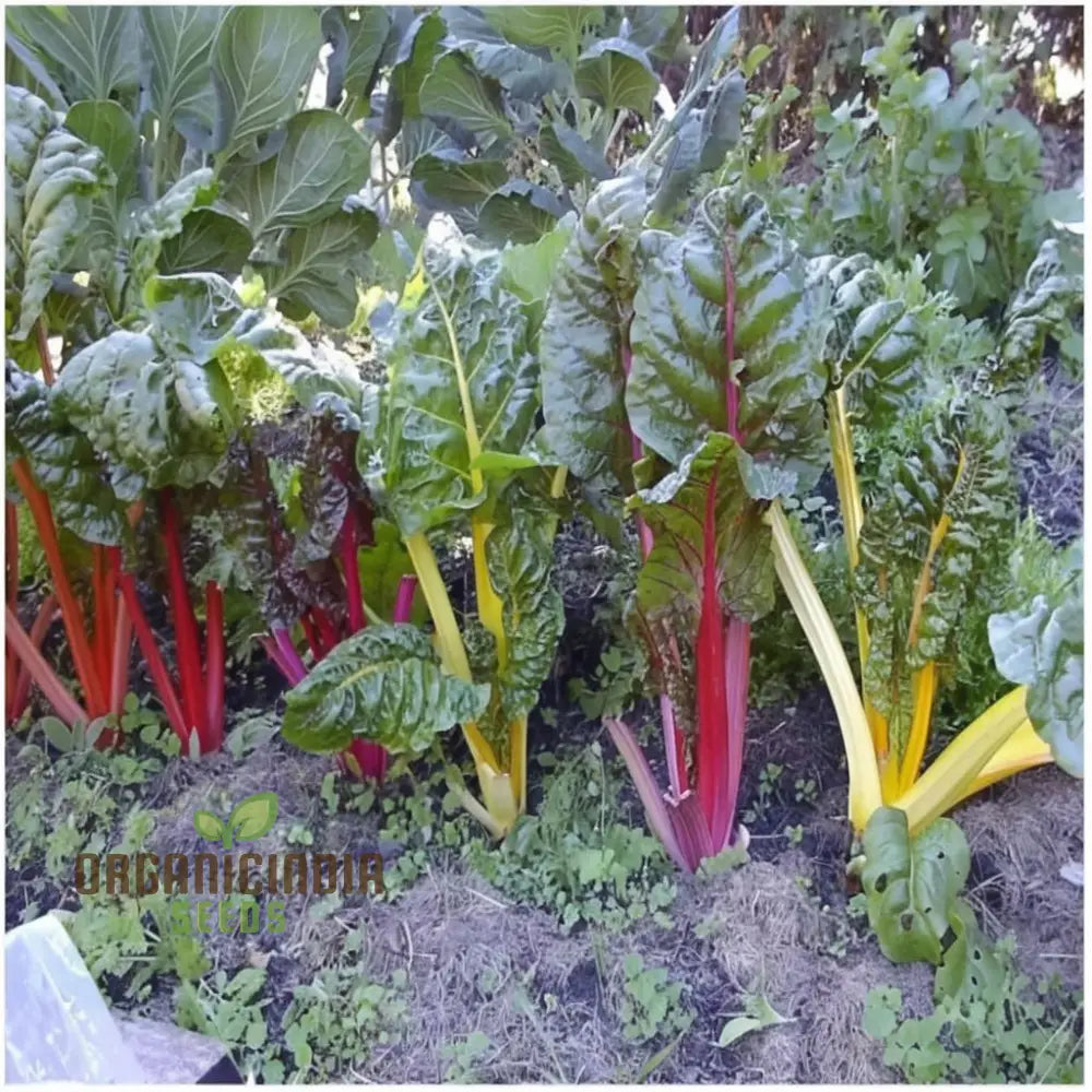 Fresh Harvest of Rainbow Swiss Chard from Home Garden