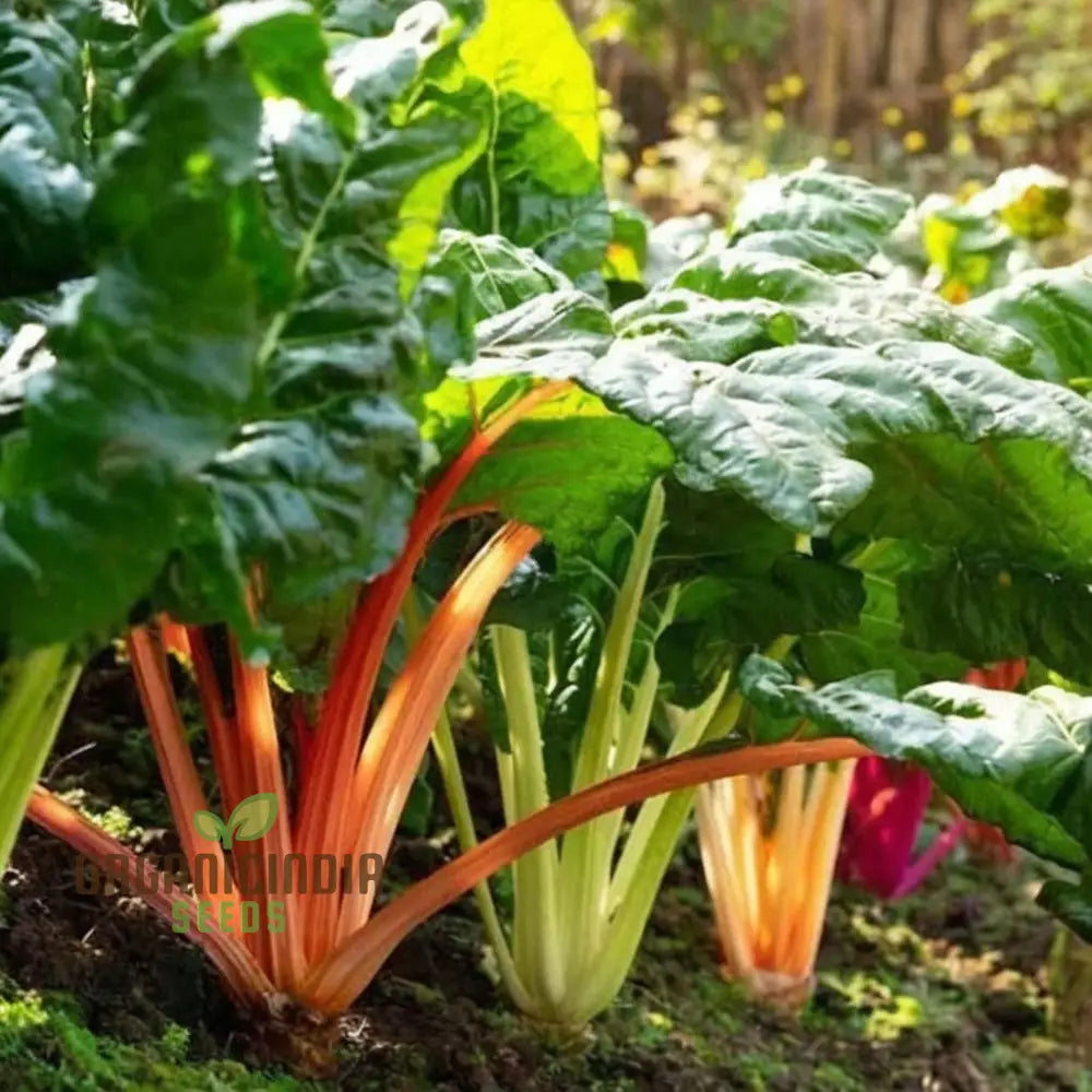 Mature Rainbow Mix Swiss Chard Plants with Colorful Stems